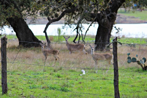 Lakeside Haven Townhouse image 40